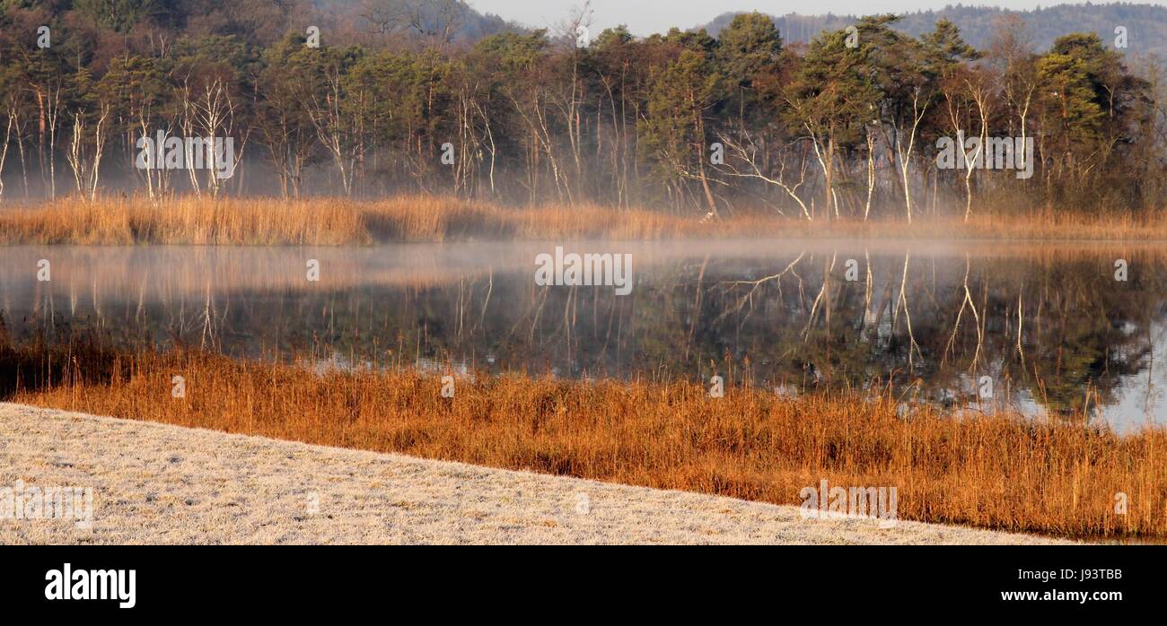 cold, swamp, conservation of nature, birches, ripe, mirroring ...