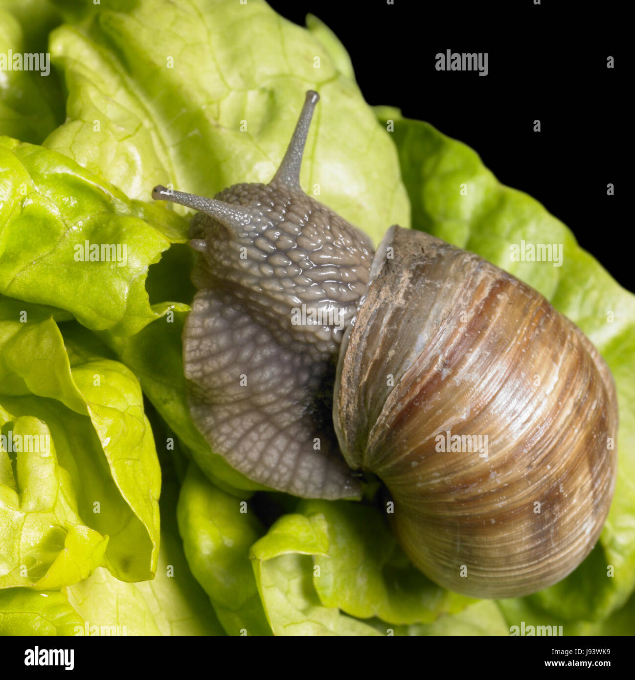 leaf, snail, edible snail, terrestrial, salad, motion, postponement, moving, Stock Photo
