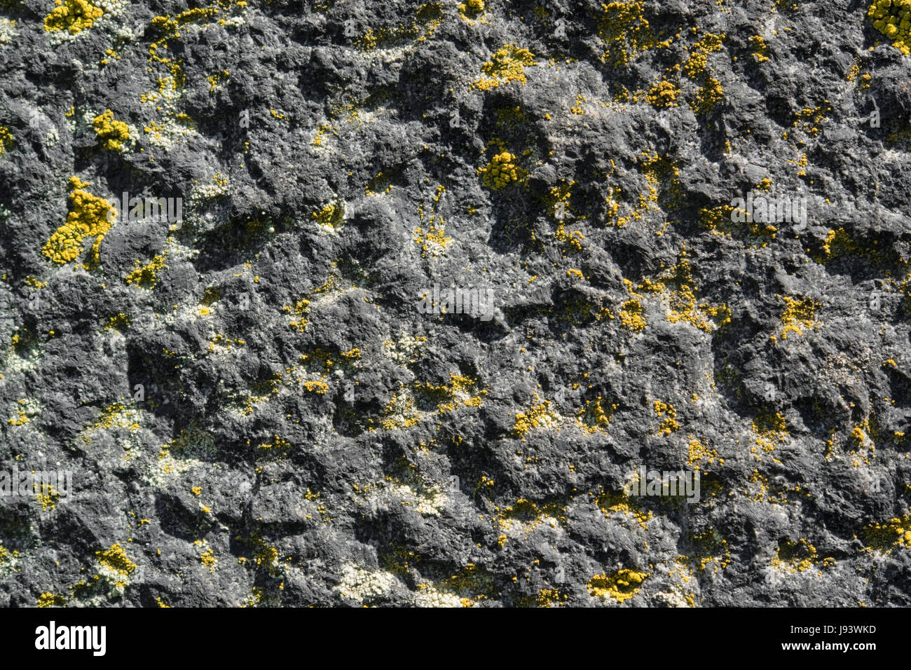 lichen on rough stone Stock Photo