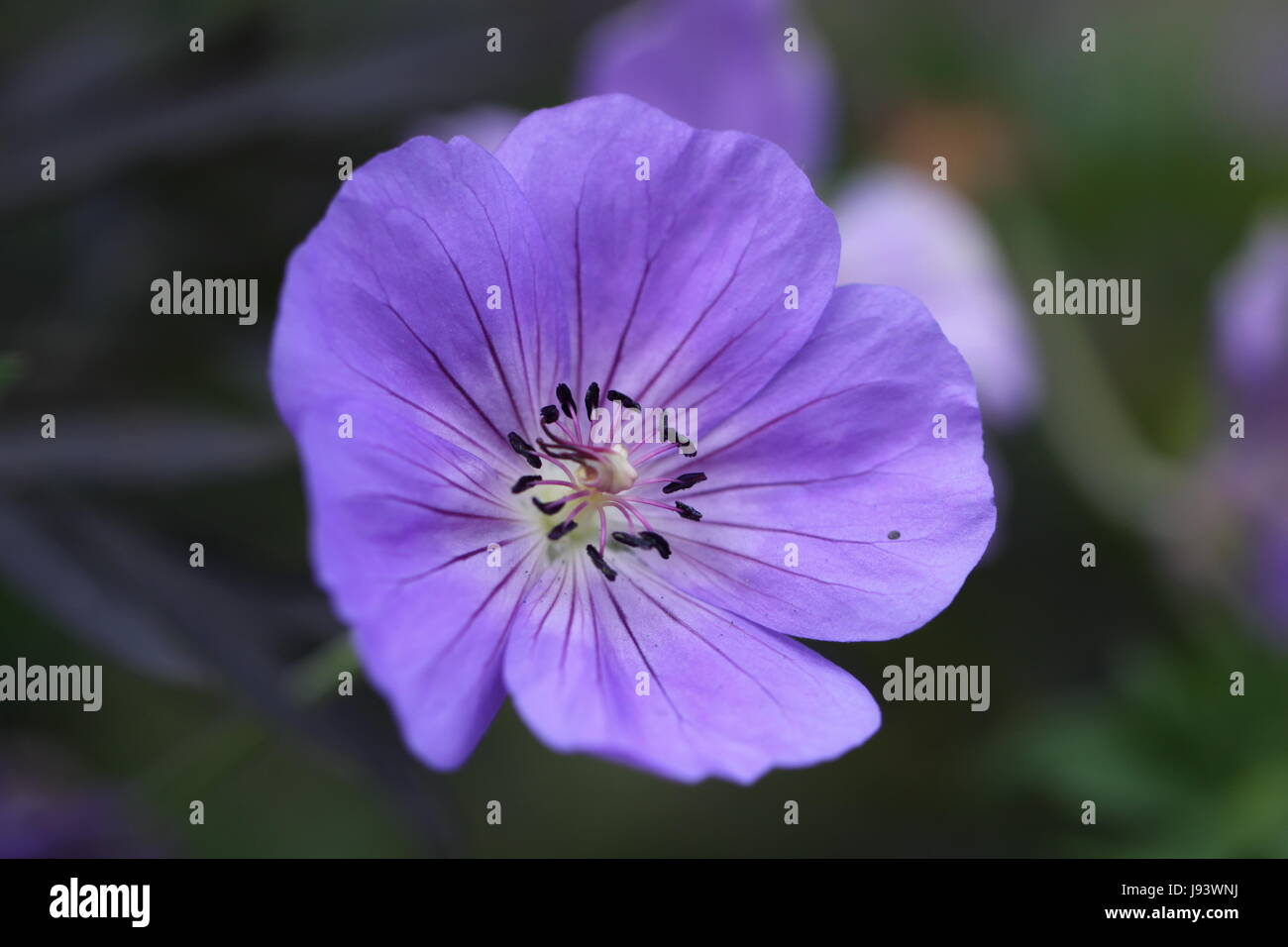 flower, plant, florets, cranesbill, macro, close-up, macro admission, close up Stock Photo