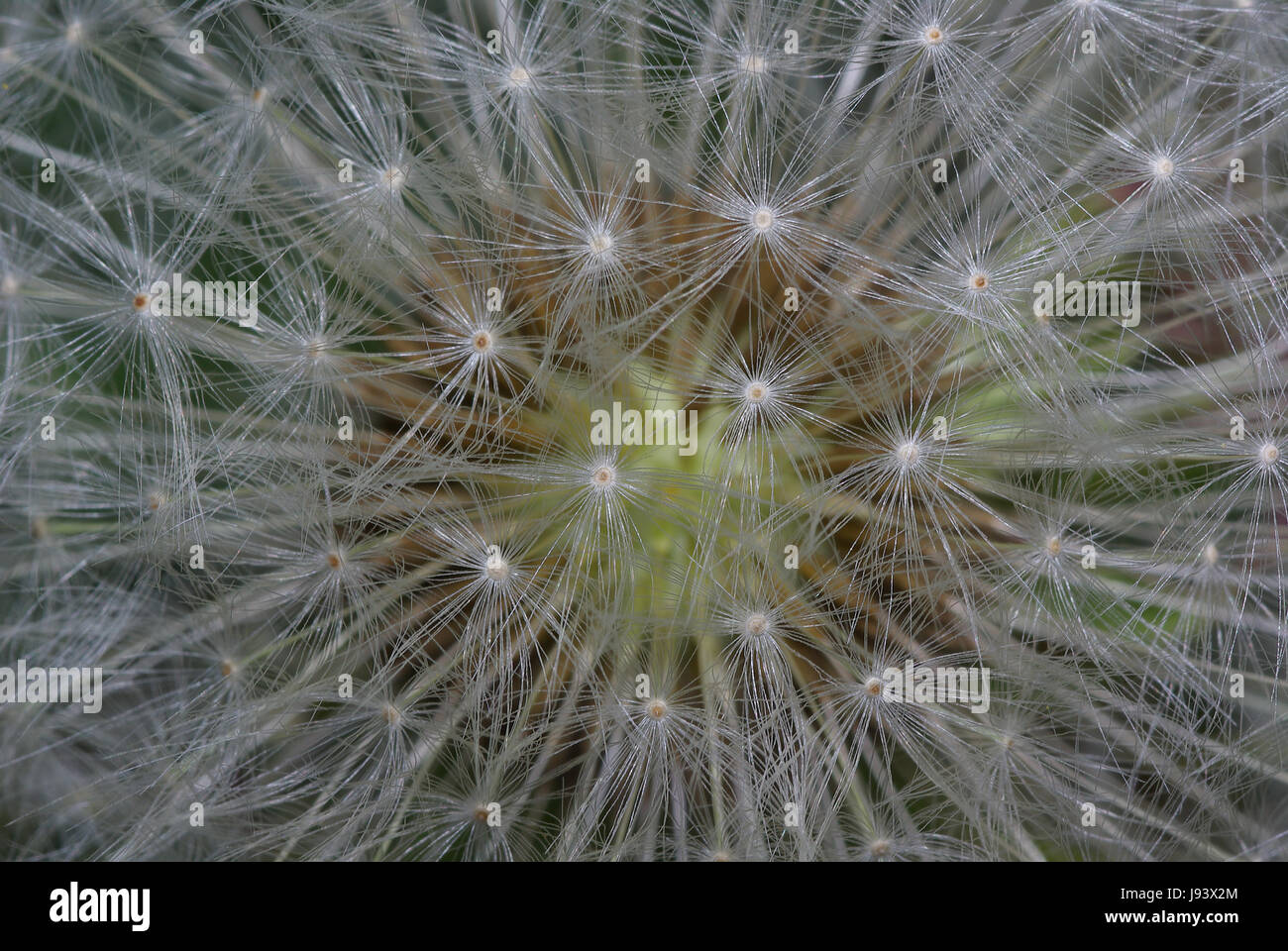 dandelion flight screens Stock Photo