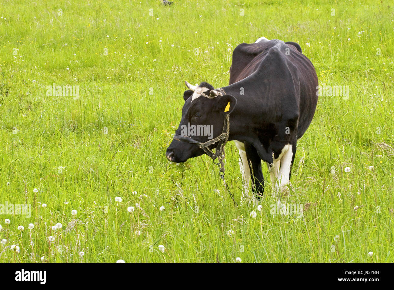 animal, mammal, agriculture, farming, cow, farmland, rural, peasant, nature, Stock Photo