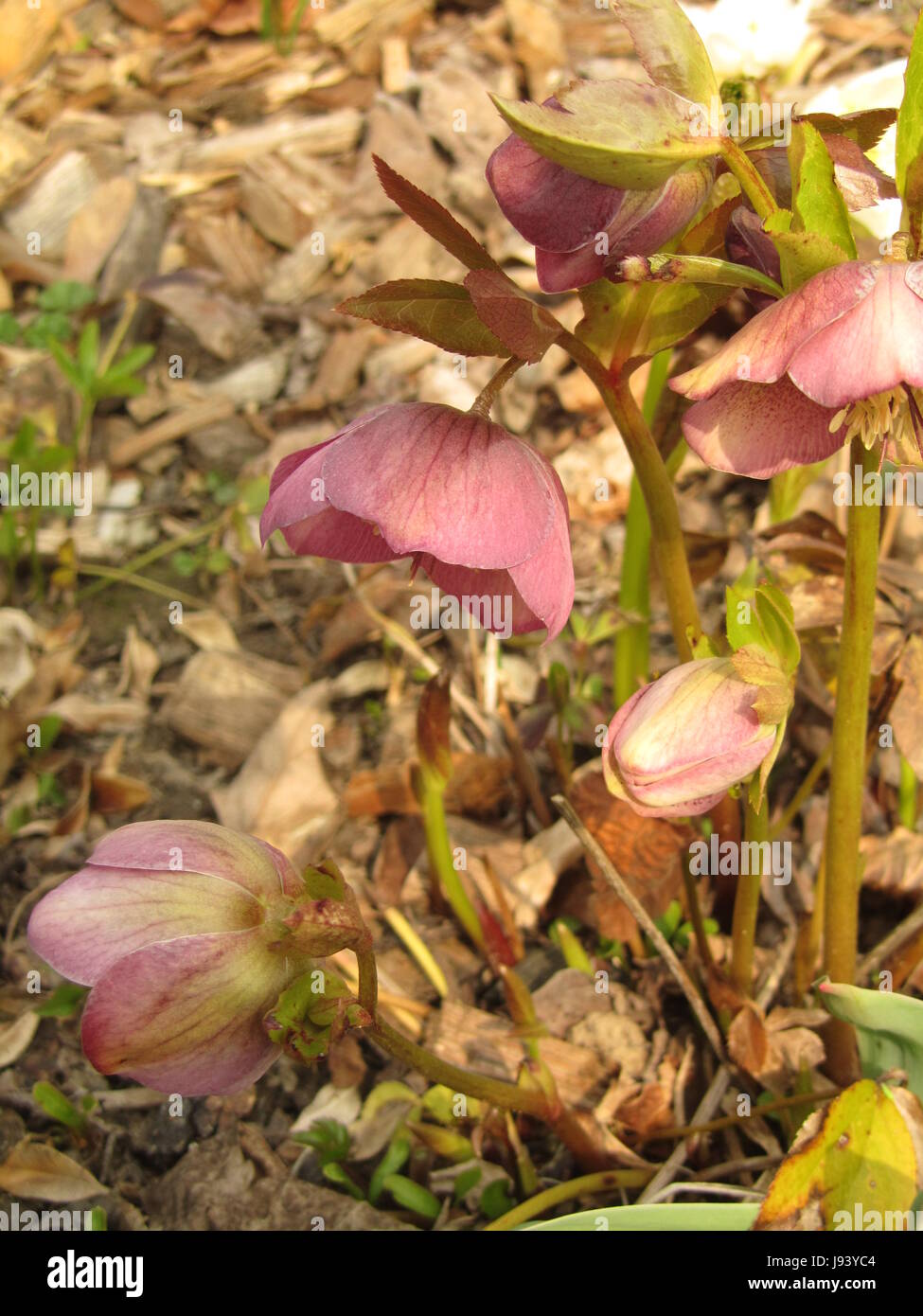 hellebore - helleborus Stock Photo - Alamy