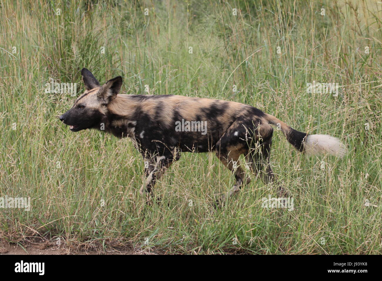 south africa, threatens, south africa, threatens, afrikanischer wildhund, Stock Photo