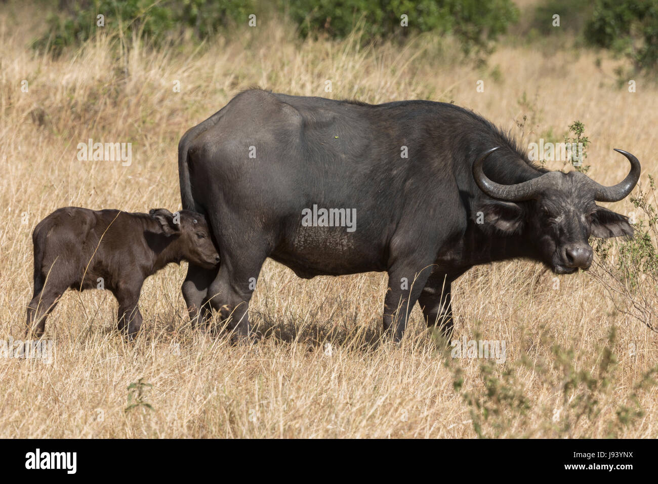 cape-buffalo-with-baby-stock-photo-alamy