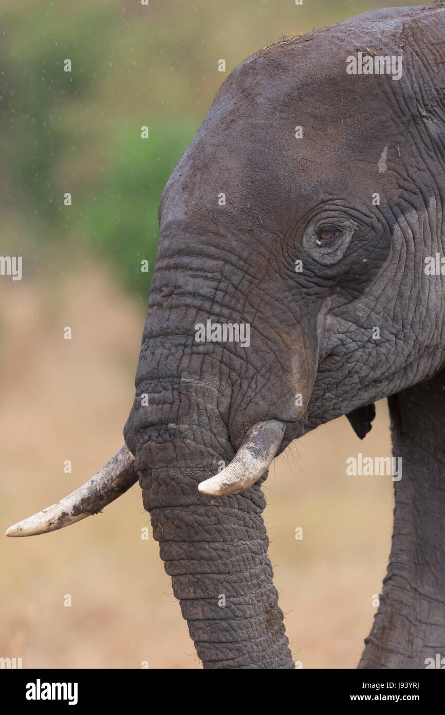 Elephant in Rains Stock Photo Alamy