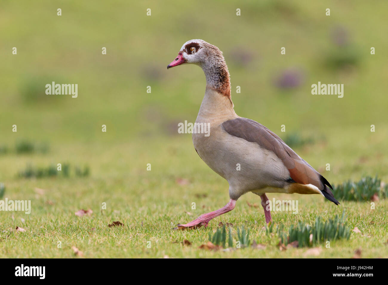 egyptian goose (alopochen aegyptiacus) Stock Photo