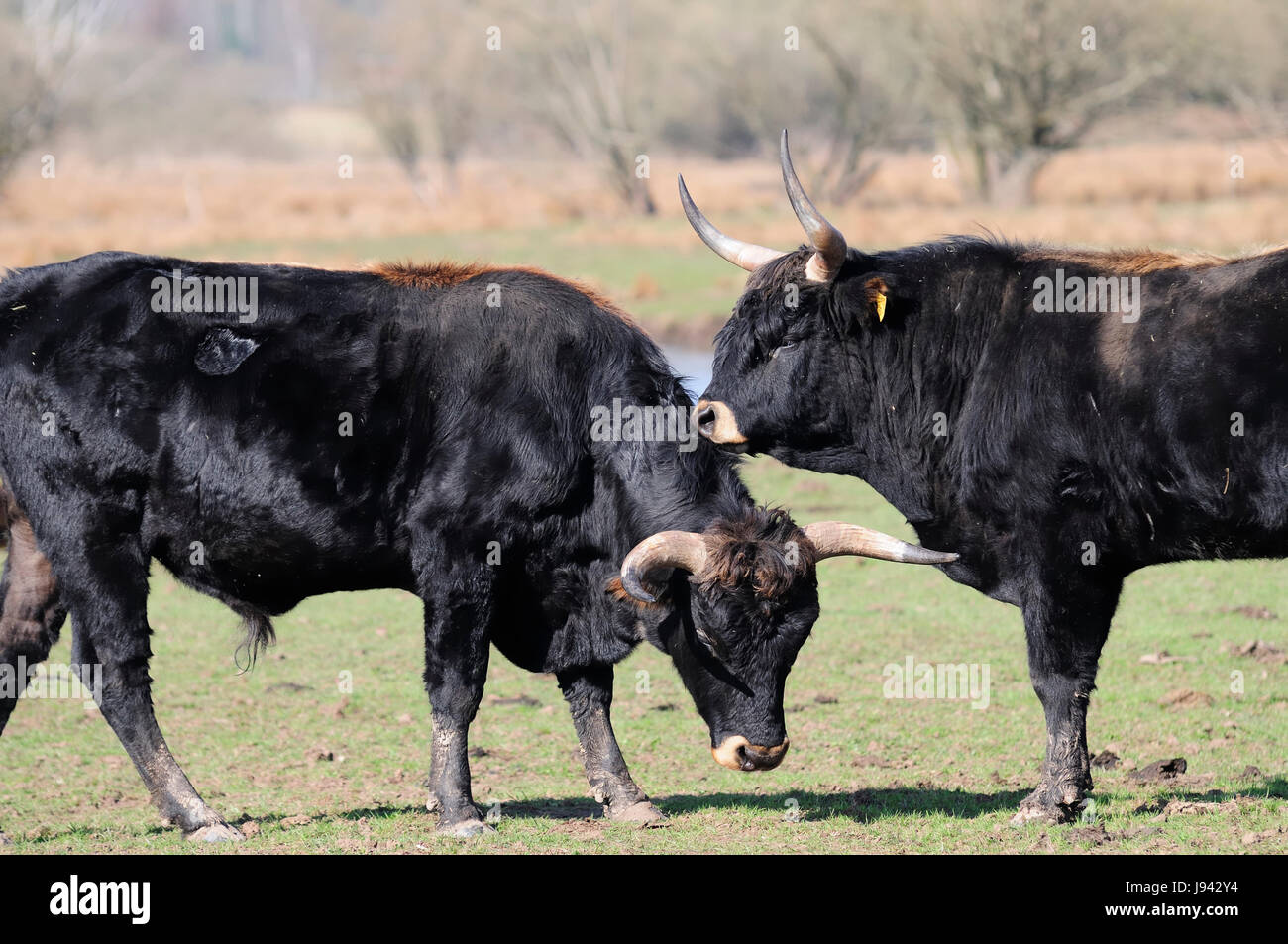 Hausrinderrasse hi-res stock photography and images - Alamy