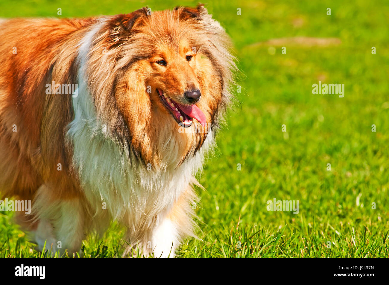 hairs, skin, dog, british, cute, pet, nice, soft, hairs, skin, cuddle