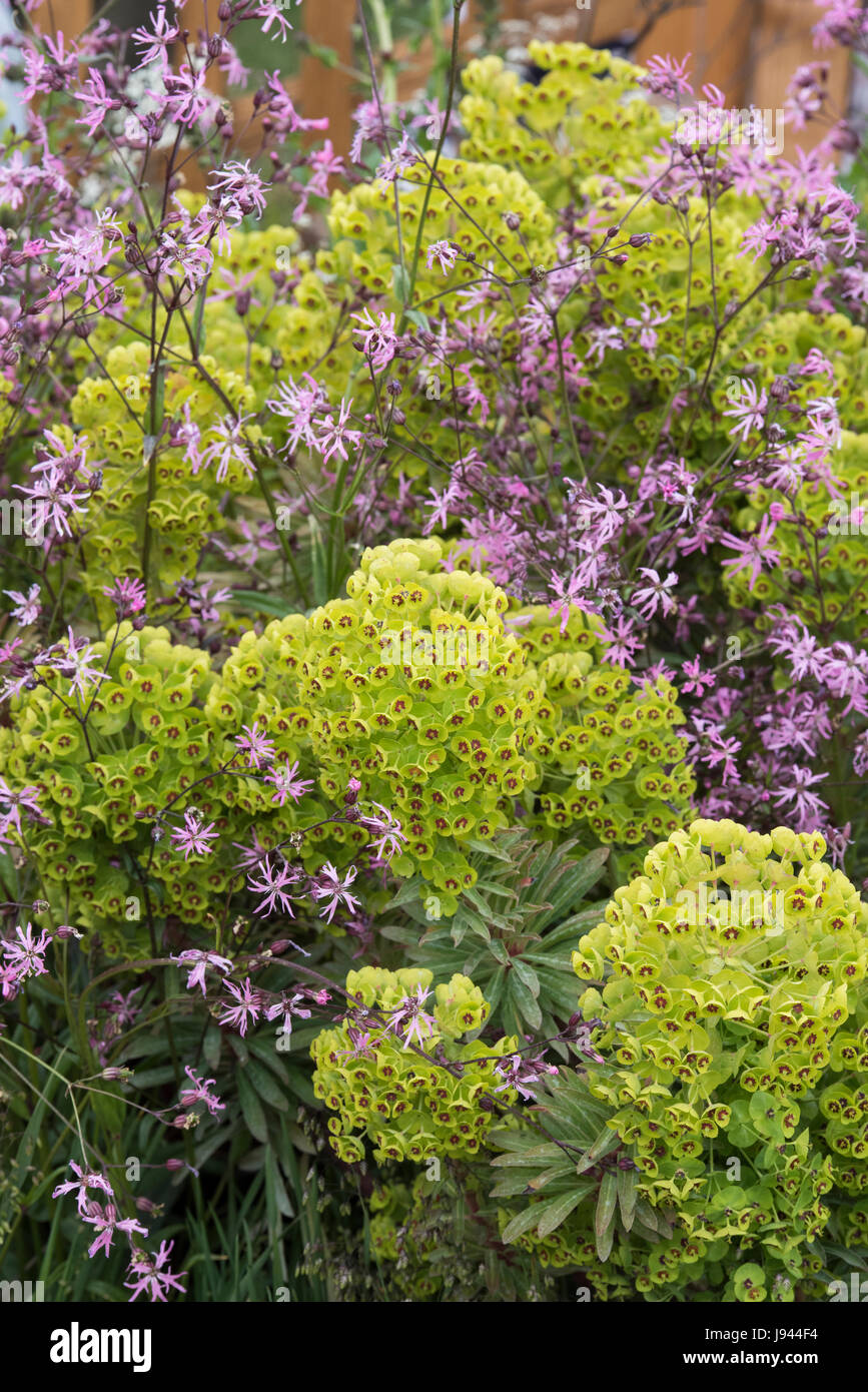 Euphorbia characias. Mediterranean Spurge flowers Stock Photo