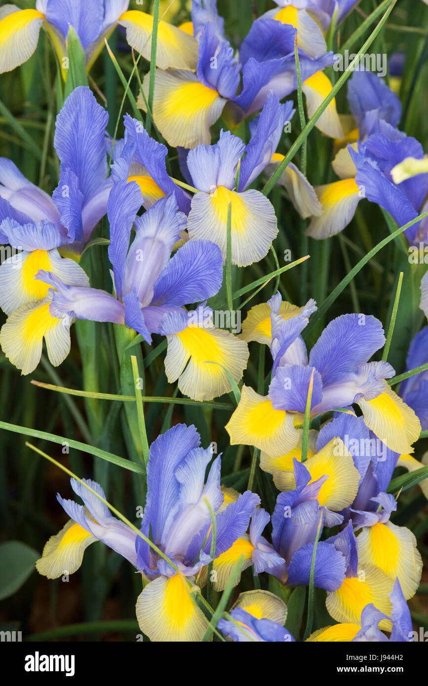 Iris x Hollandica 'Gypsy beauty'. Dutch Irises 'Gypsy Beauty' flowers