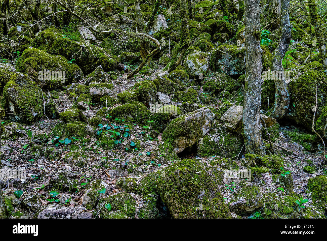 The stones covered with green moss are on the slope of the mountain Stock Photo