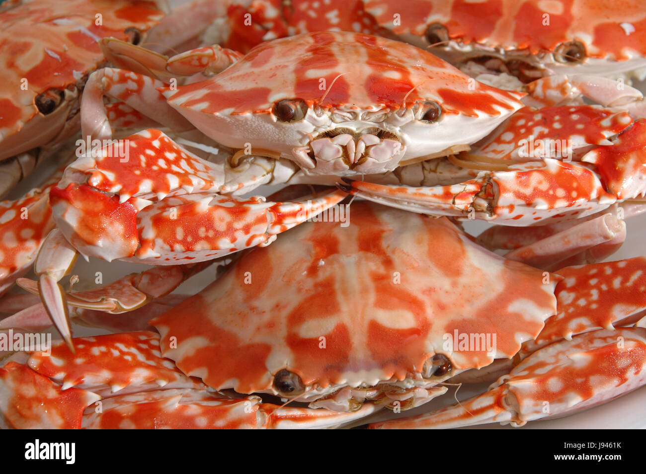 legs, isolated, fish, shell, claws, lobster, claw, crab, seafood, cook,  navy Stock Photo - Alamy