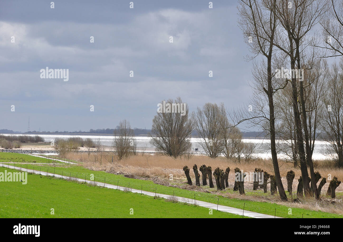 elbe, Northern Germany, foreland, scenery, countryside, nature, willow, tree, Stock Photo
