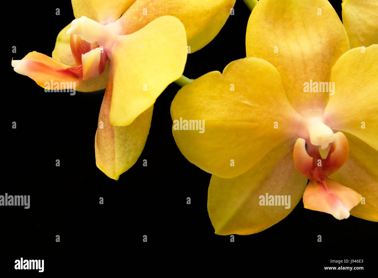 yellow orchid flowers Stock Photo