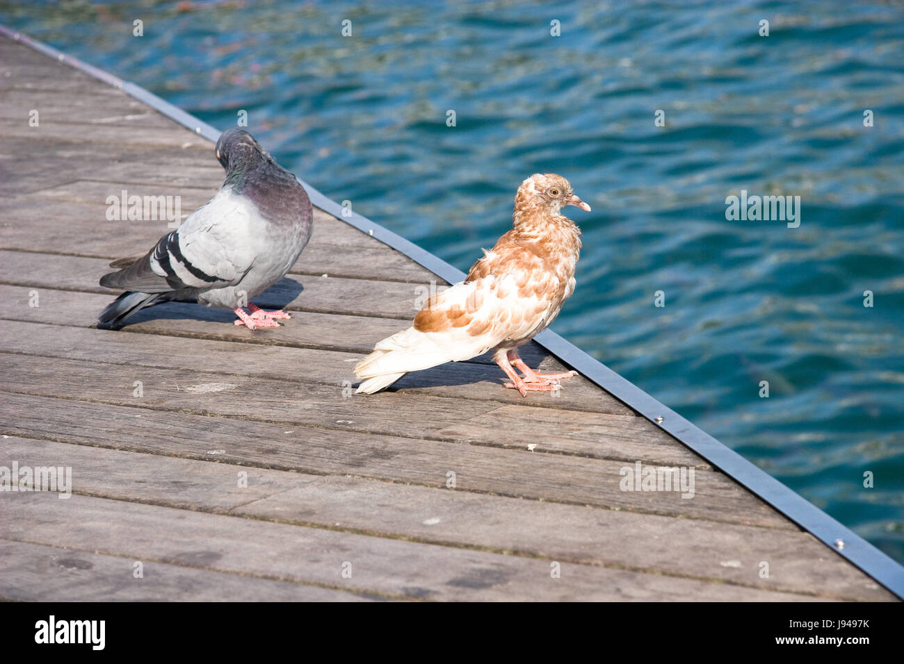 spaceface doves clipart