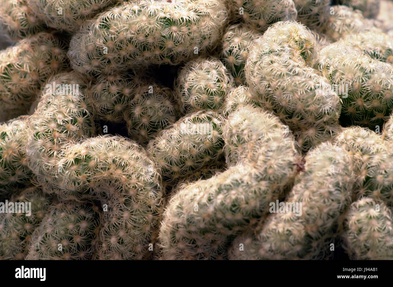 dry, dried up, barren, protect, protection, cactus, prickly, format-filling, Stock Photo