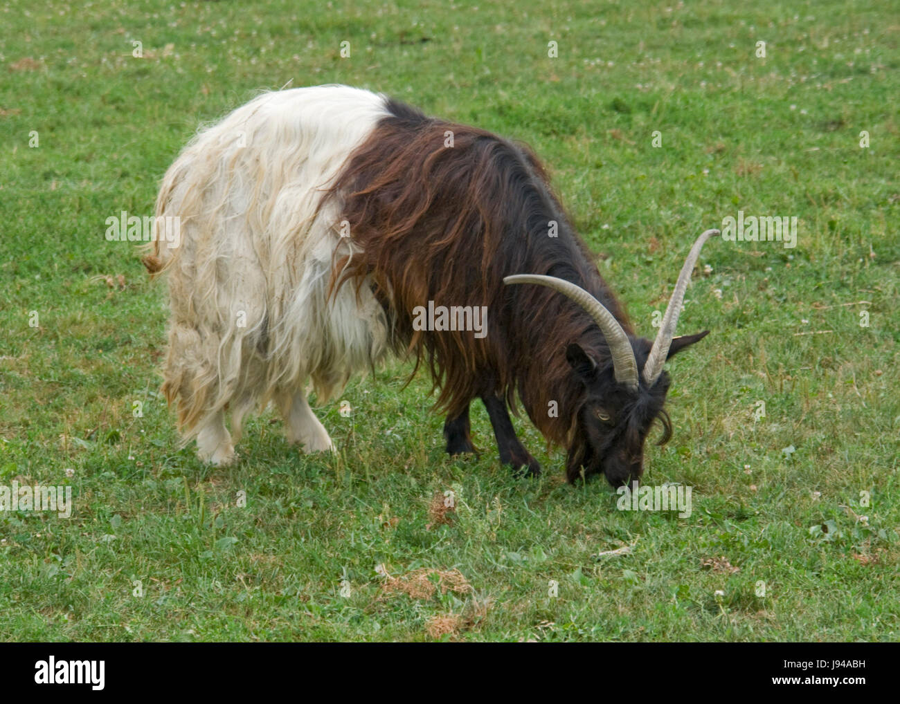 goat, skin, horns, cornigerous, corridor, animal, agriculture, farming