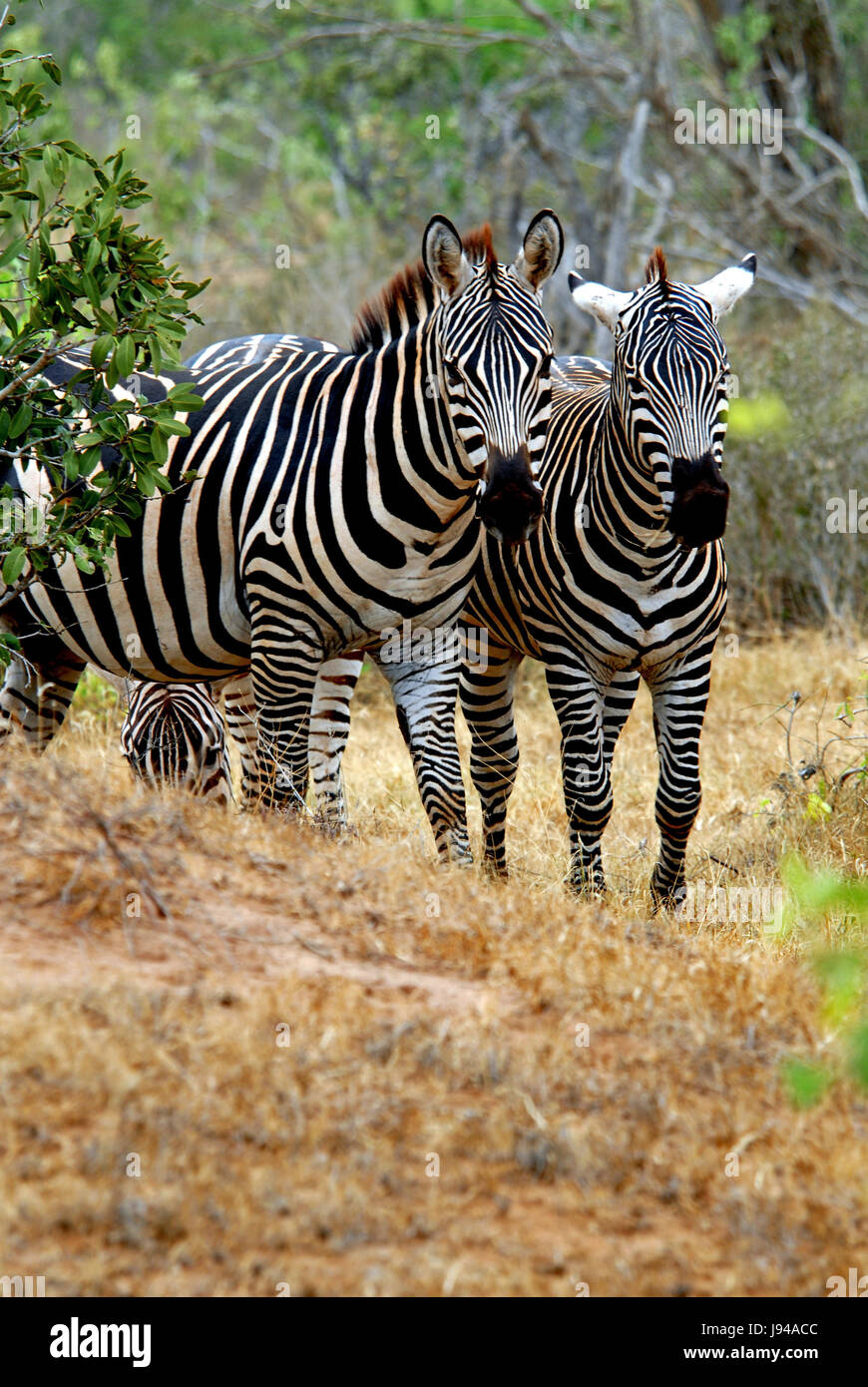 Africa Kenya Savannah Zebra Safari Wild Animal Hoofed Animal africa-kenya-savannah-zebra-safari-wild-animal-hoofed-animal