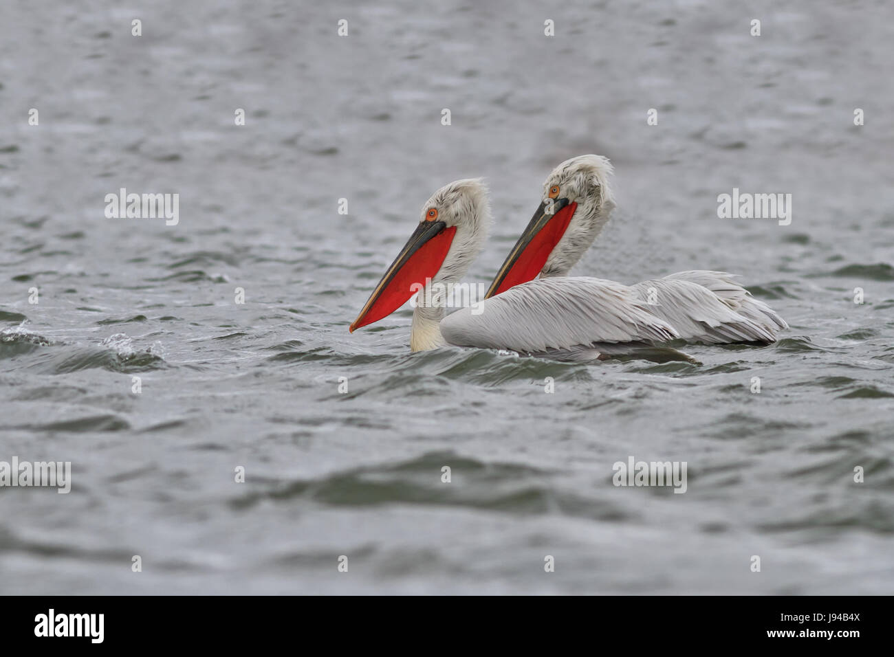 bird, danube, wildlife, pelican, dalmatian, delta, water, single, animal, bird, Stock Photo