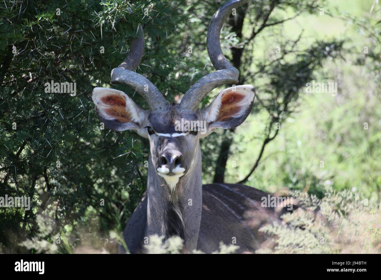 Grosser kudu bock hi-res stock photography and images - Alamy