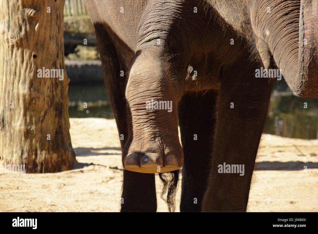 foot of indian elefantes (elephas maximus) Stock Photo