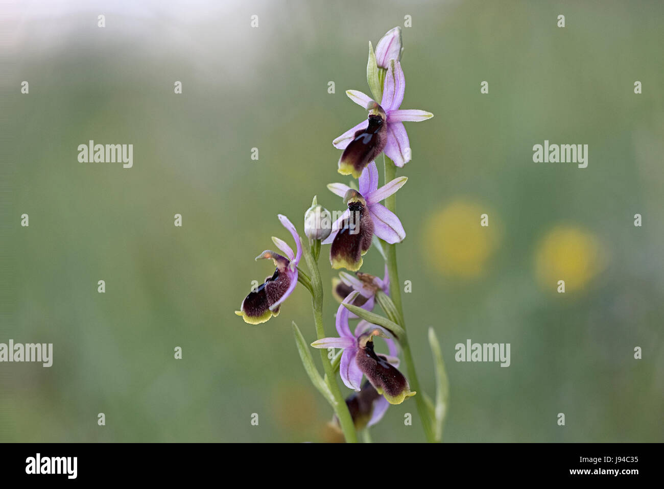 Crescent Ophrys (Ophrys lunulata) Stock Photo