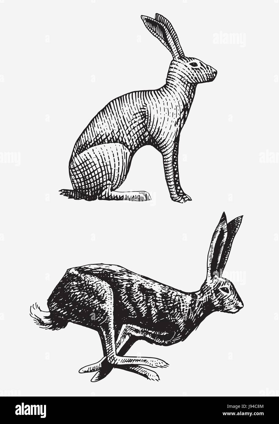 Rabbit or hare sitting and running hand drawn, engraved wild animals in ...