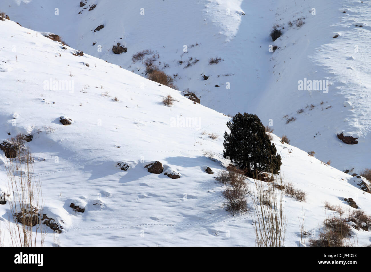 Alone tree in the snowy mountain Stock Photo