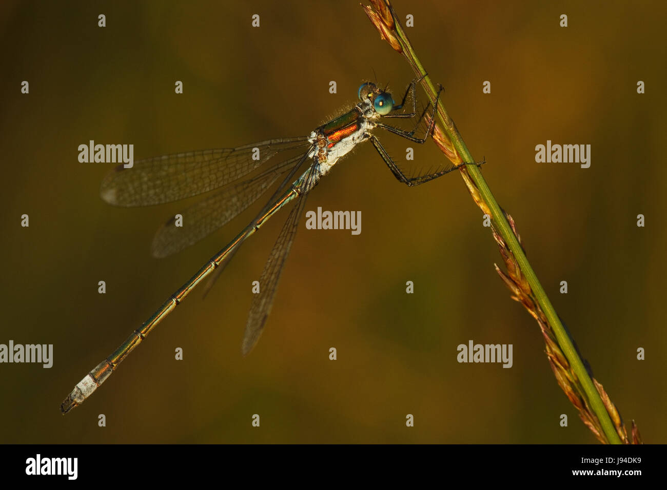lestes sponsa - lestes sponsa Stock Photo - Alamy