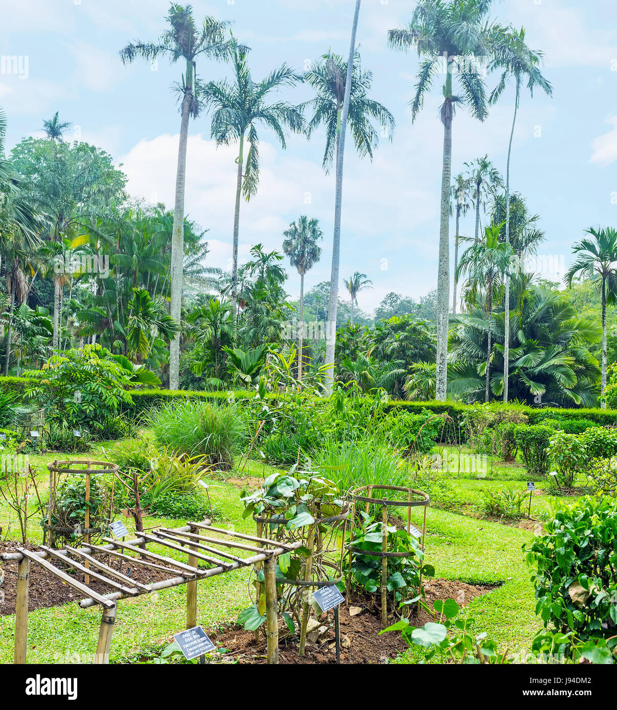 The Peradeniya Royal Botanical Garden has its own collection of