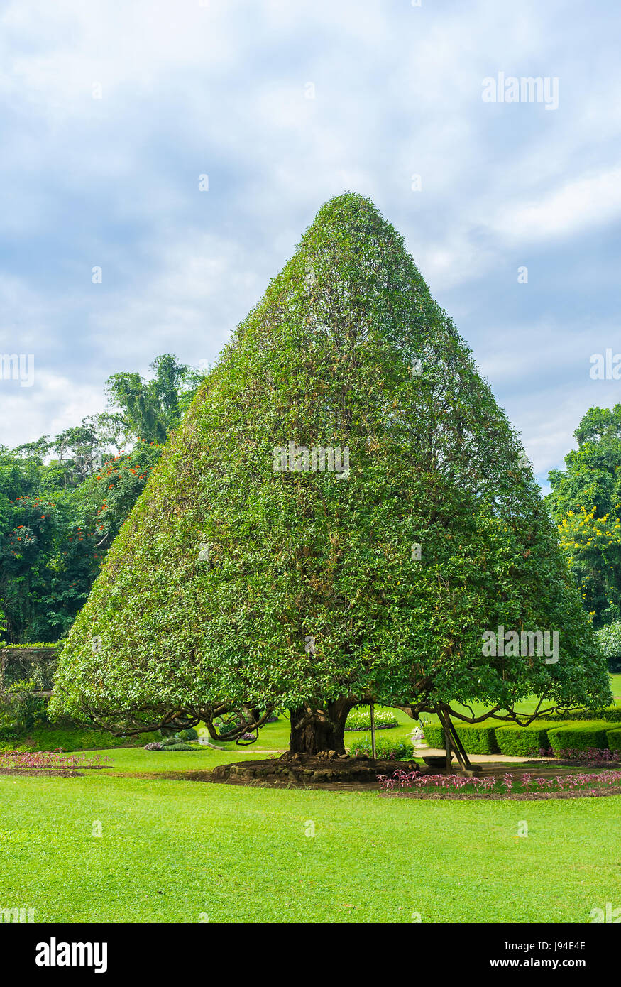 Triangle tree hi-res stock photography and images - Alamy