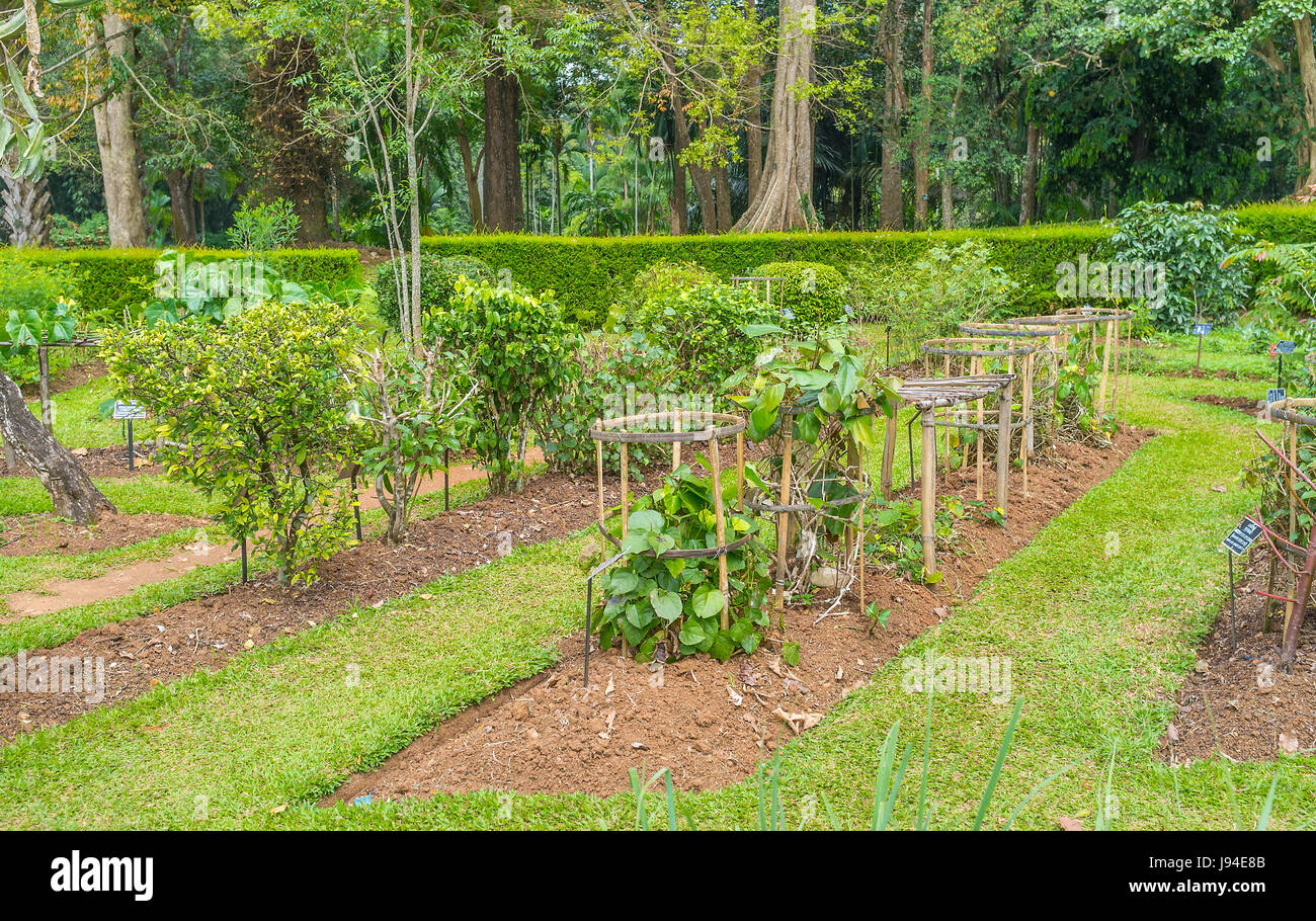 The interesting collection of medicinal plants in Peradeniya Royal