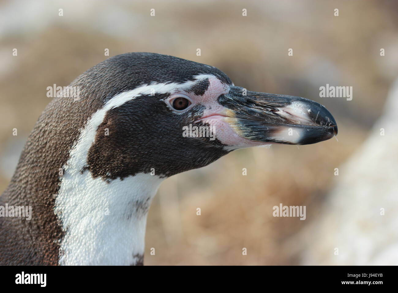 bird, portrait, birds, zoo, penguin, spring, humboldtpinguin ...