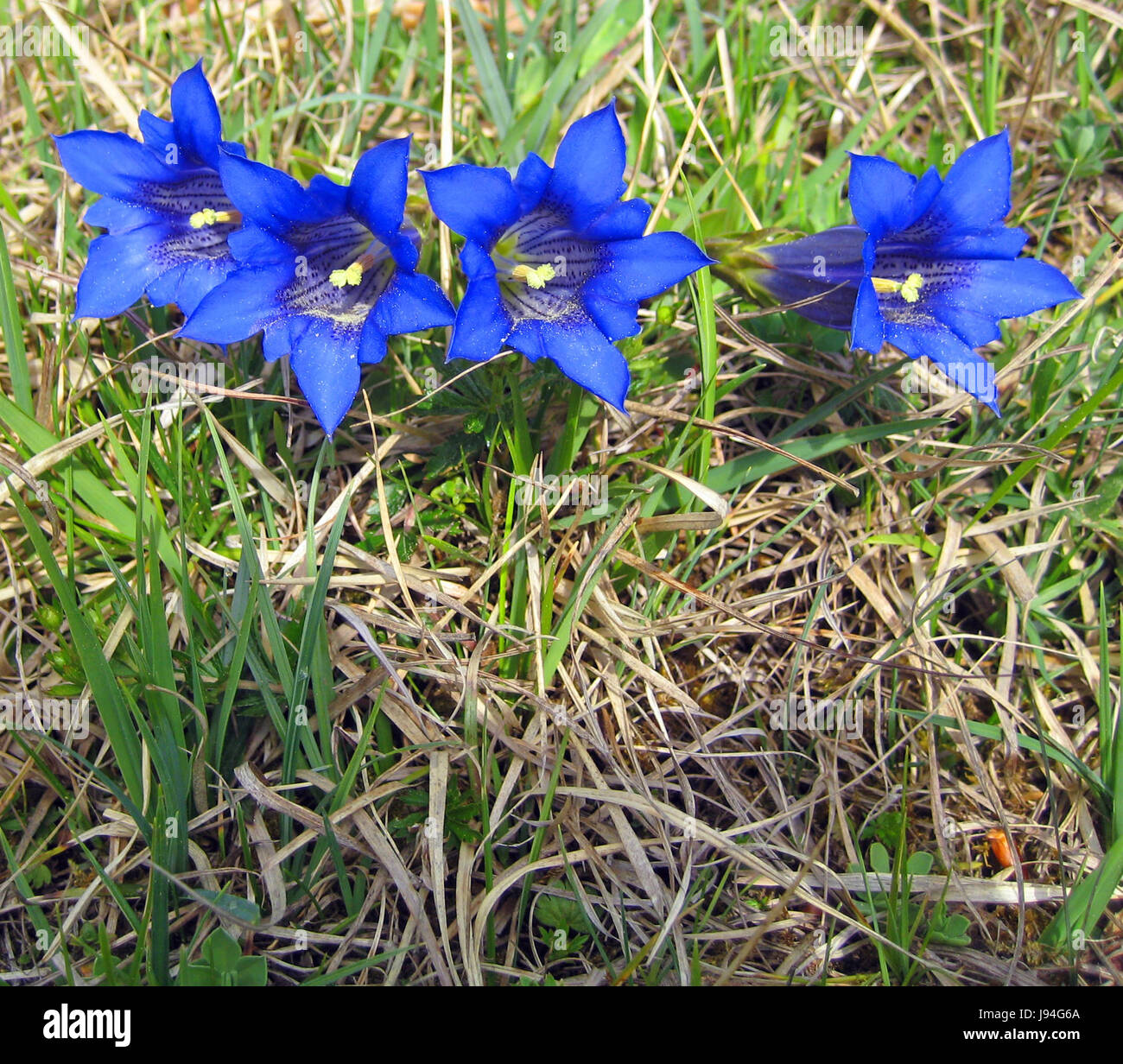 alps, conservation of nature, gentian, azur blue, blue, protected