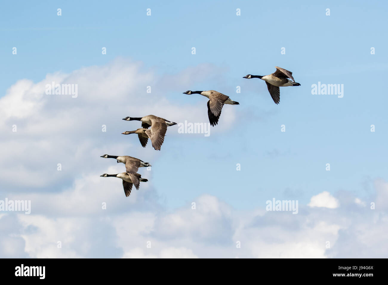 Group or gaggle of Canada Geese (Branta canadensis) flying, in flight against fluffy white clouds Stock Photo
