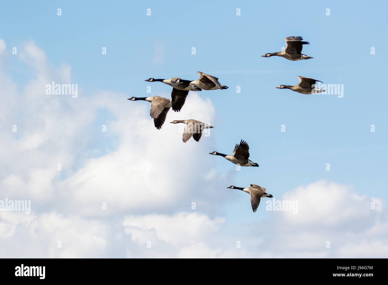 Group or gaggle of Canada Geese (Branta canadensis) flying, in flight
