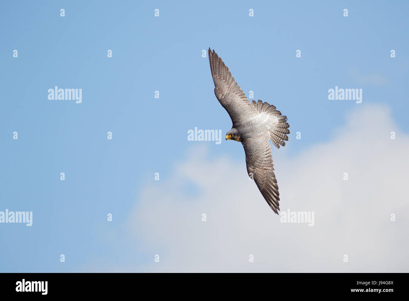 Top view of Peregrine falcon (Falco peregrinus) banking flying against blue cloudy sky Stock Photo