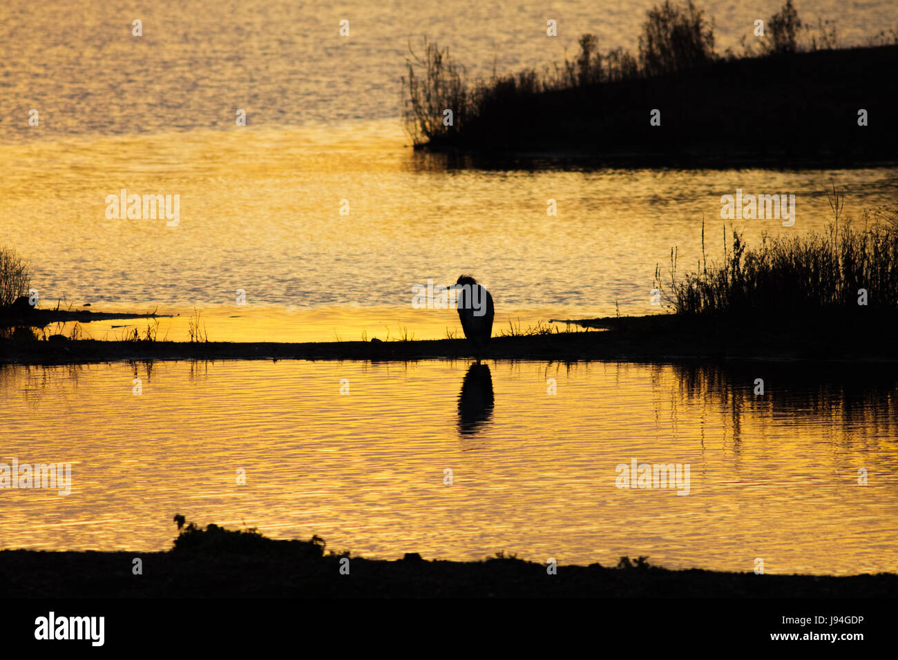 Silhouette of a Grey or Gray Heron (Ardea cinerea) in wetland wetlands environment at sunset Stock Photo