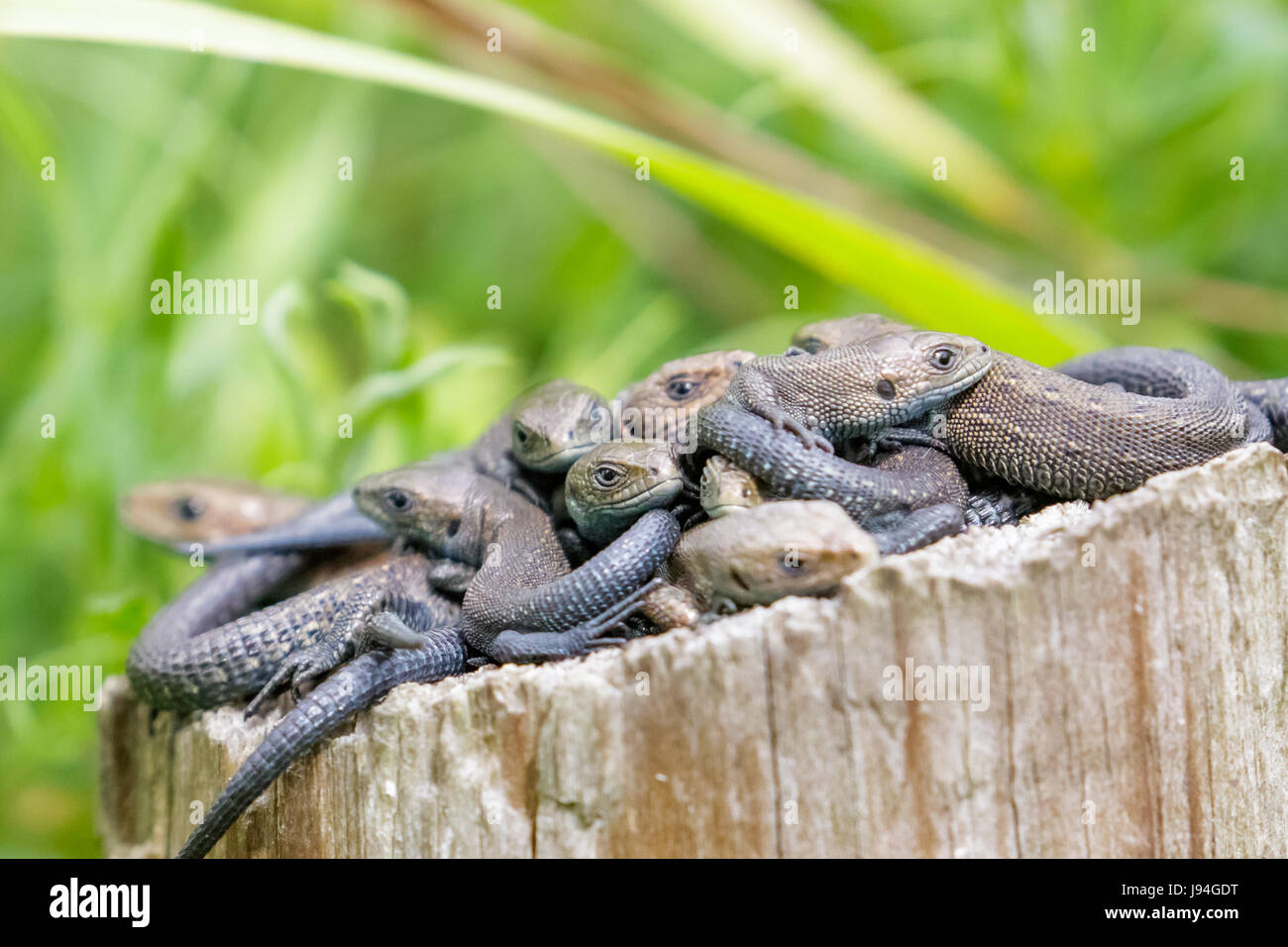 Lounge, group or bundle of Common Lizards (Zootoca vivipara) on a log ...