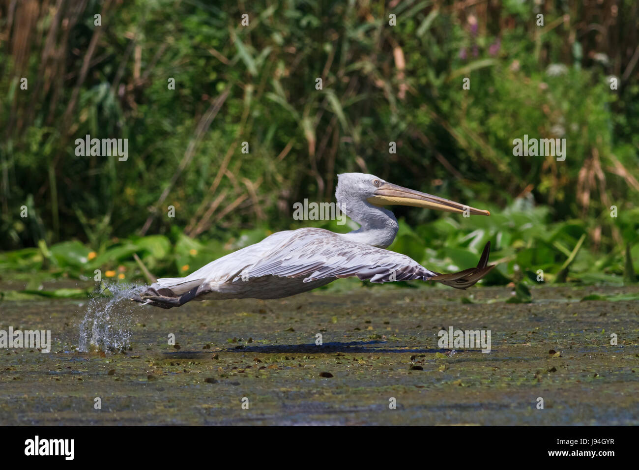 animal, bird, wildlife, pelican, dalmatian, danube delta, water, single, Stock Photo