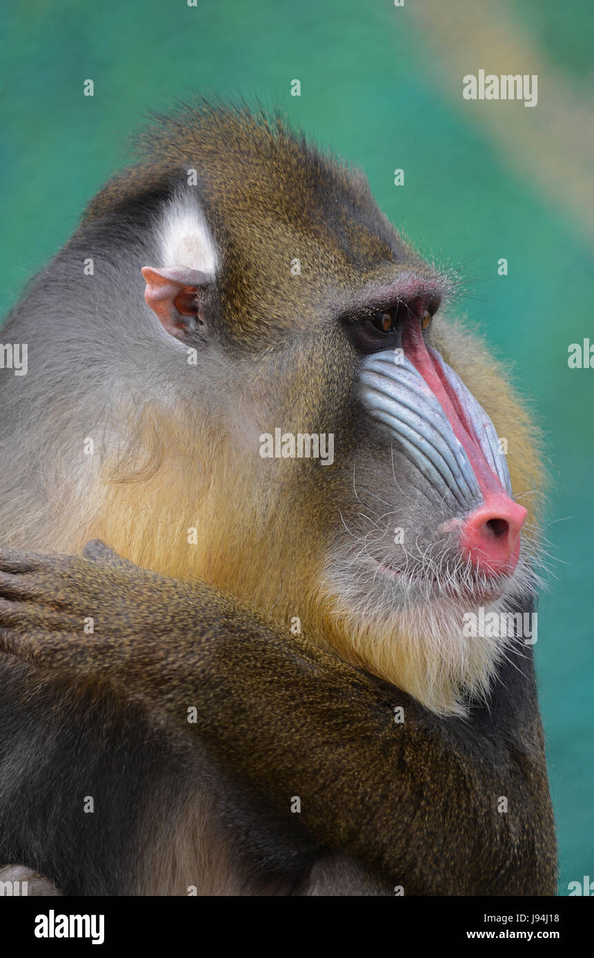 africa, monkey, mandril, rainforest, rain forest, forest, africa, monkey, Stock Photo
