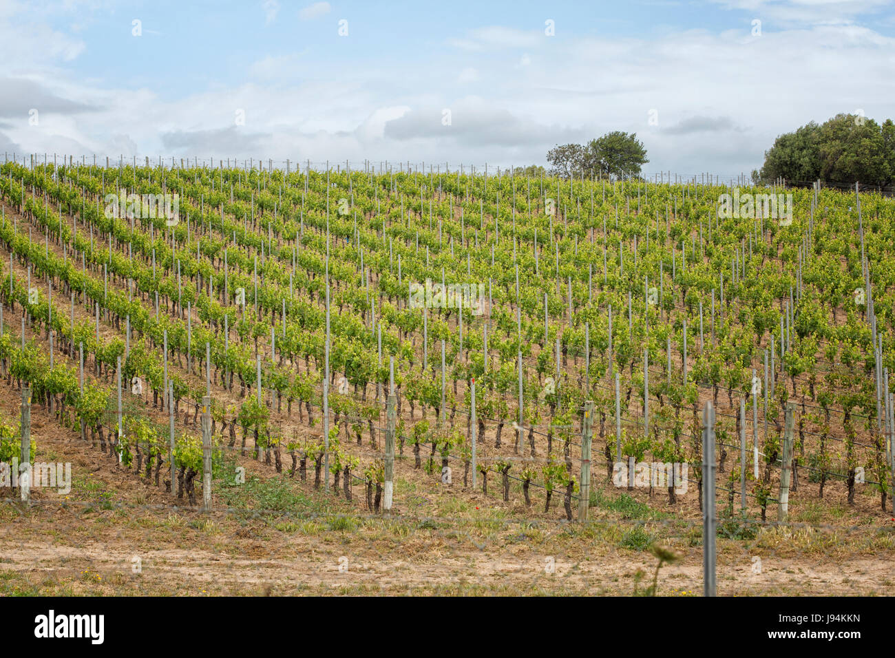 Vineyard with vermentino grapes in the north of Sardinia, Italy Stock Photo