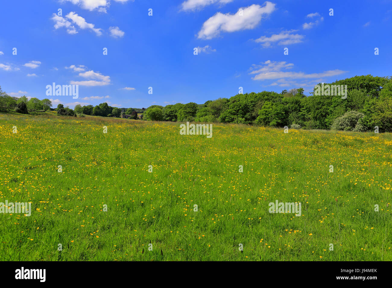 Meadow in the Mayfield Valley near the Porter Brook, Woodcliffe