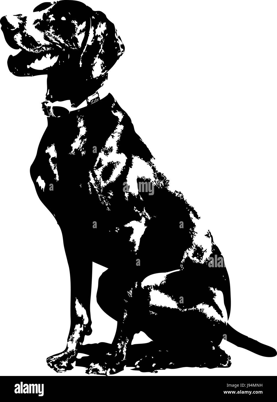Pointer german shorthaired Black and White Stock Photos & Images - Alamy