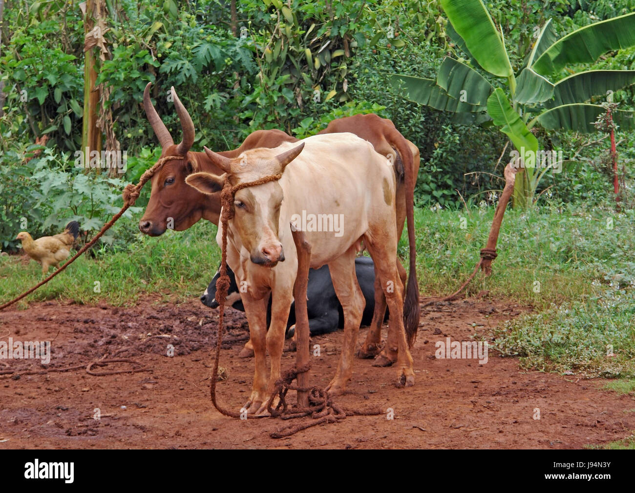 africa, livestock, cattle, environment, milieu, uganda, nature
