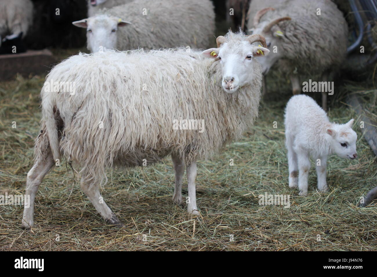 zoo, blank, european, caucasian, sheep, wool, small, tiny, little, short, Stock Photo