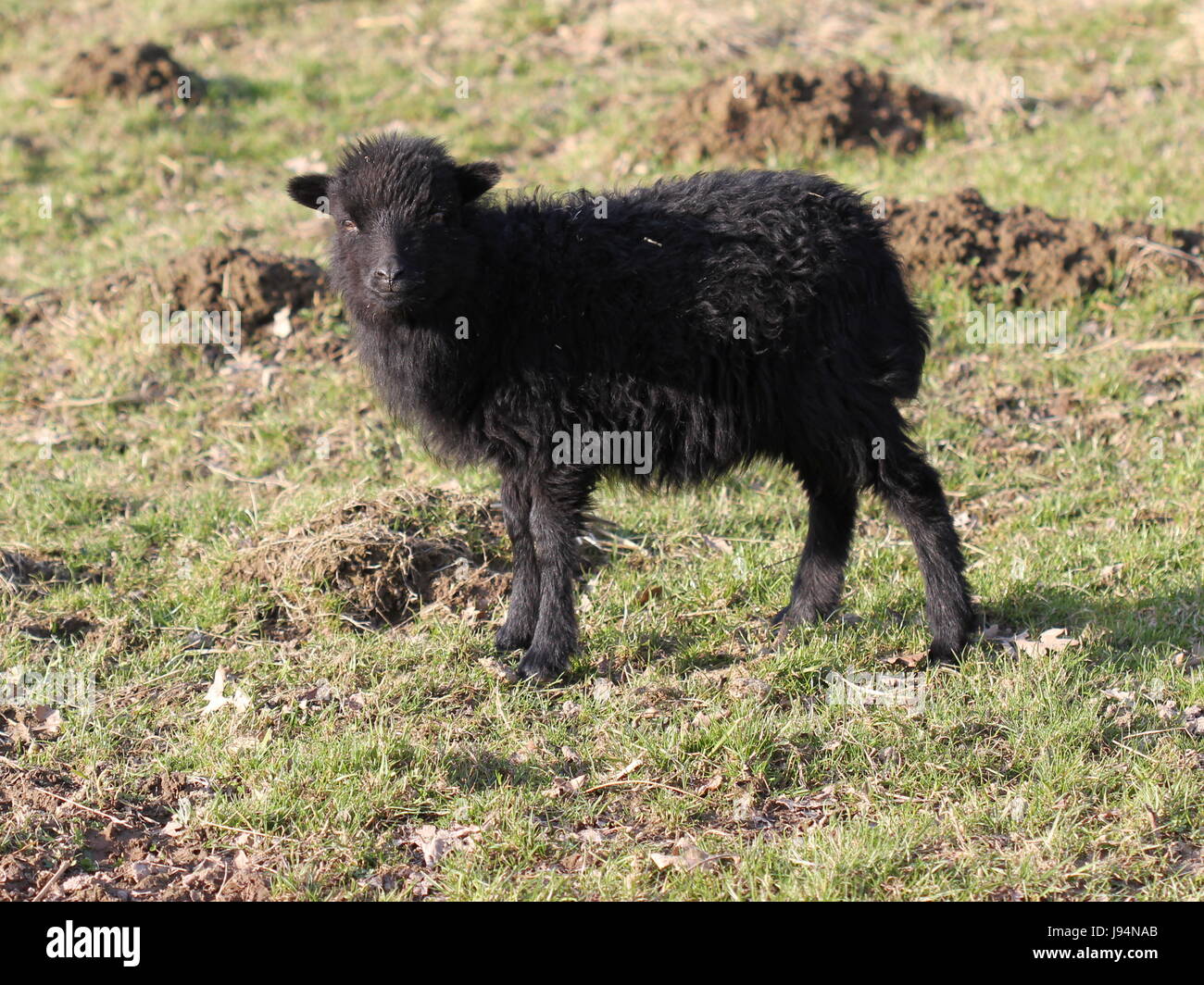 black, swarthy, jetblack, deep black, zoo, sheep, wool, small, tiny, little, Stock Photo