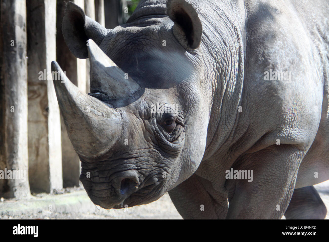 mammal, africa, captivity, game reserve, caged, rhino, rhinoceros, Stock Photo