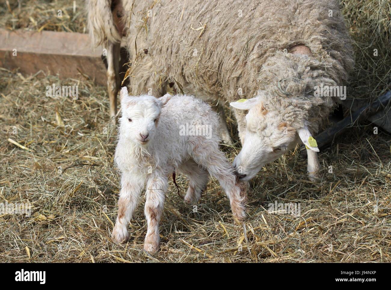 skuddenschaf with newborn lamb Stock Photo